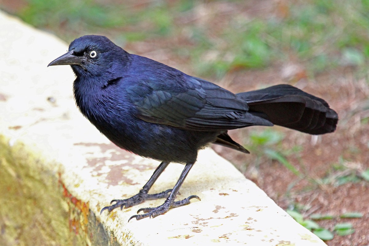 Greater Antillean Grackle - Greg  Griffith