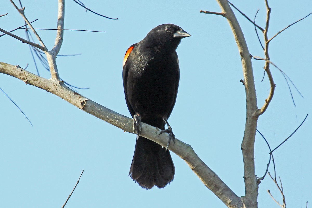 Red-shouldered Blackbird - Greg  Griffith