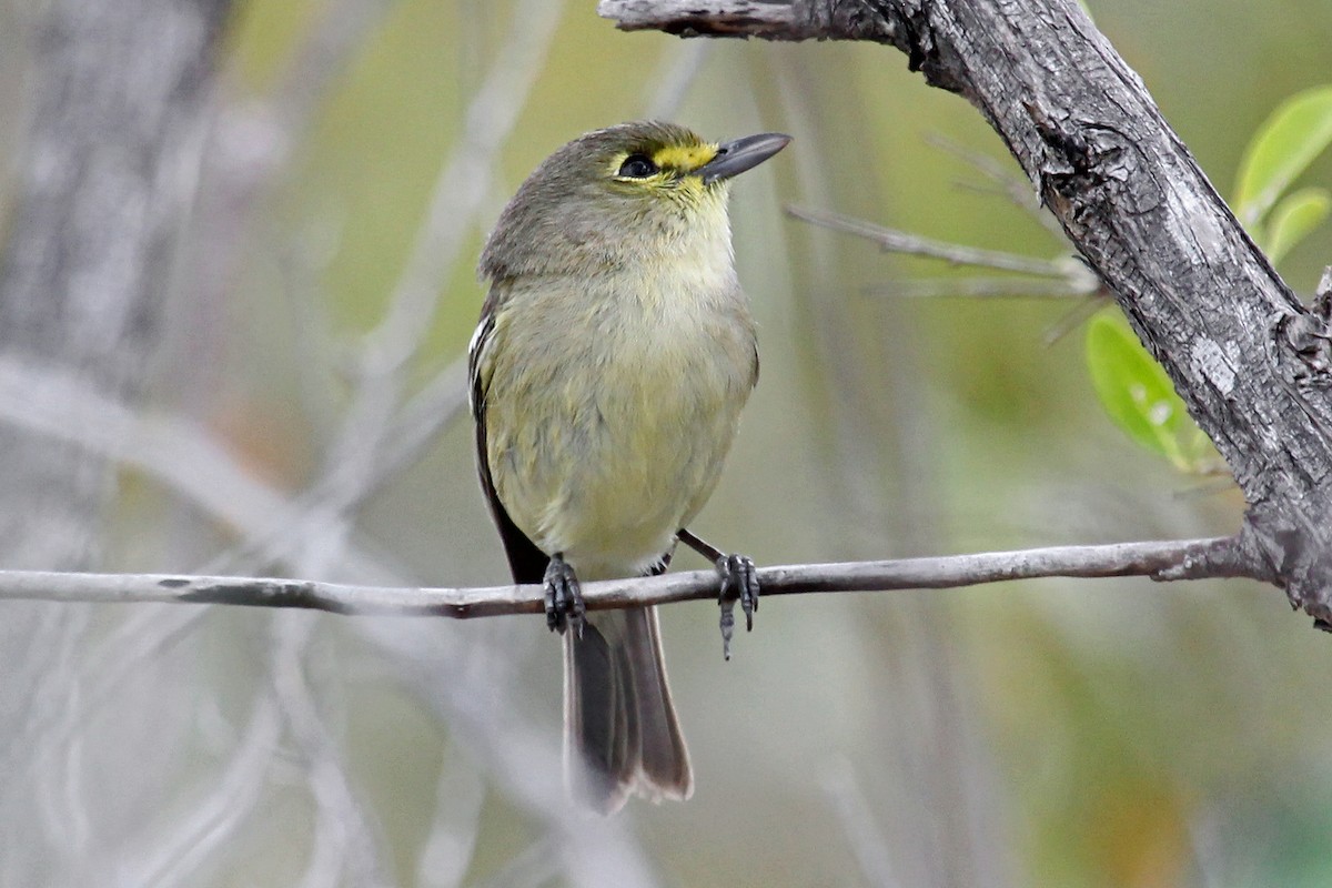 Thick-billed Vireo - Greg  Griffith