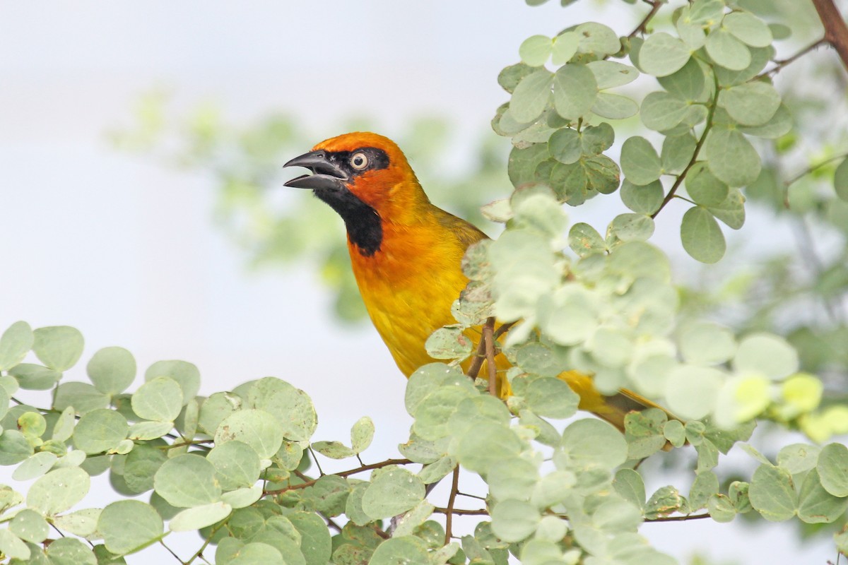Olive-naped Weaver - Greg  Griffith