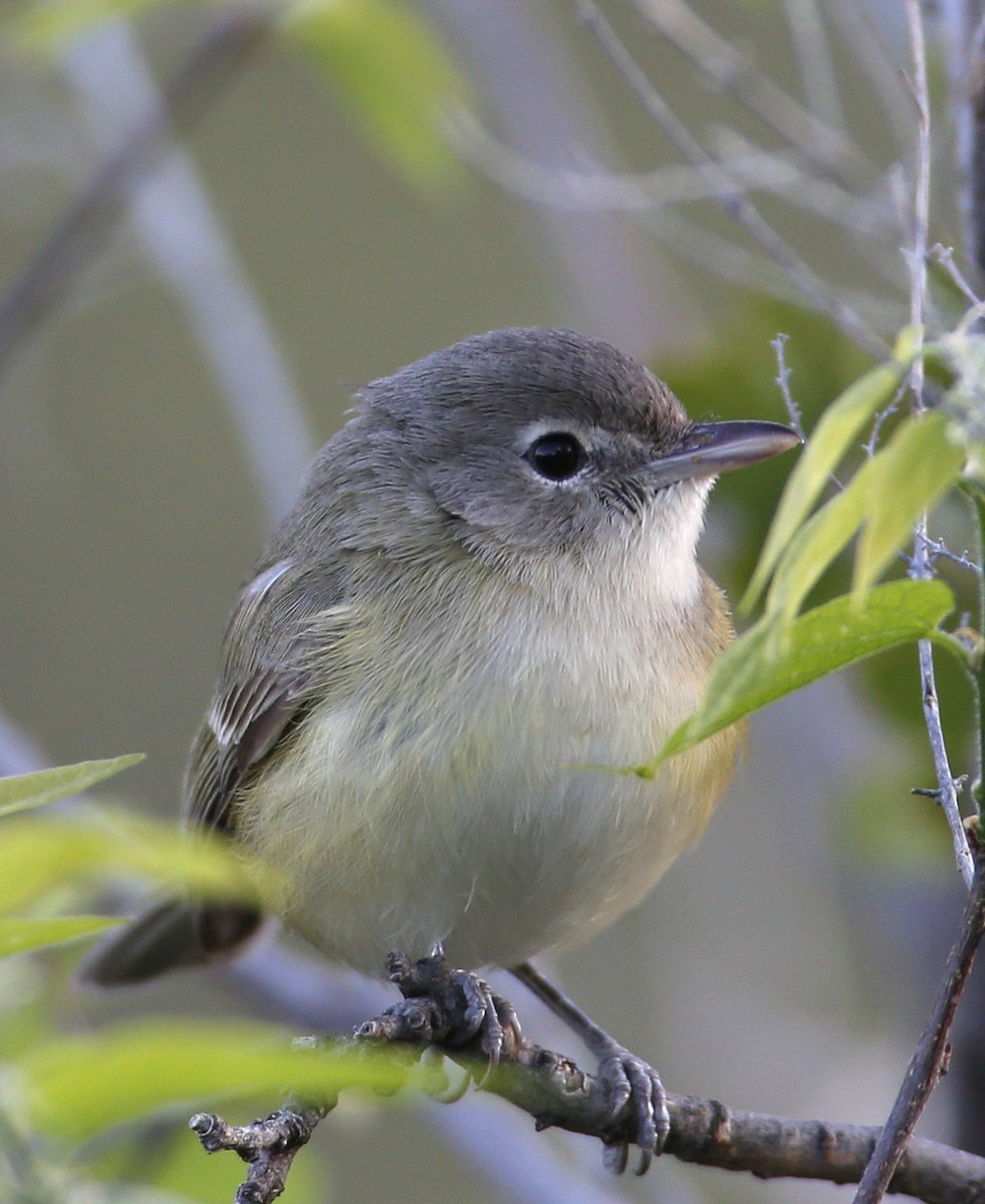 Bell's Vireo - Hal and Kirsten Snyder