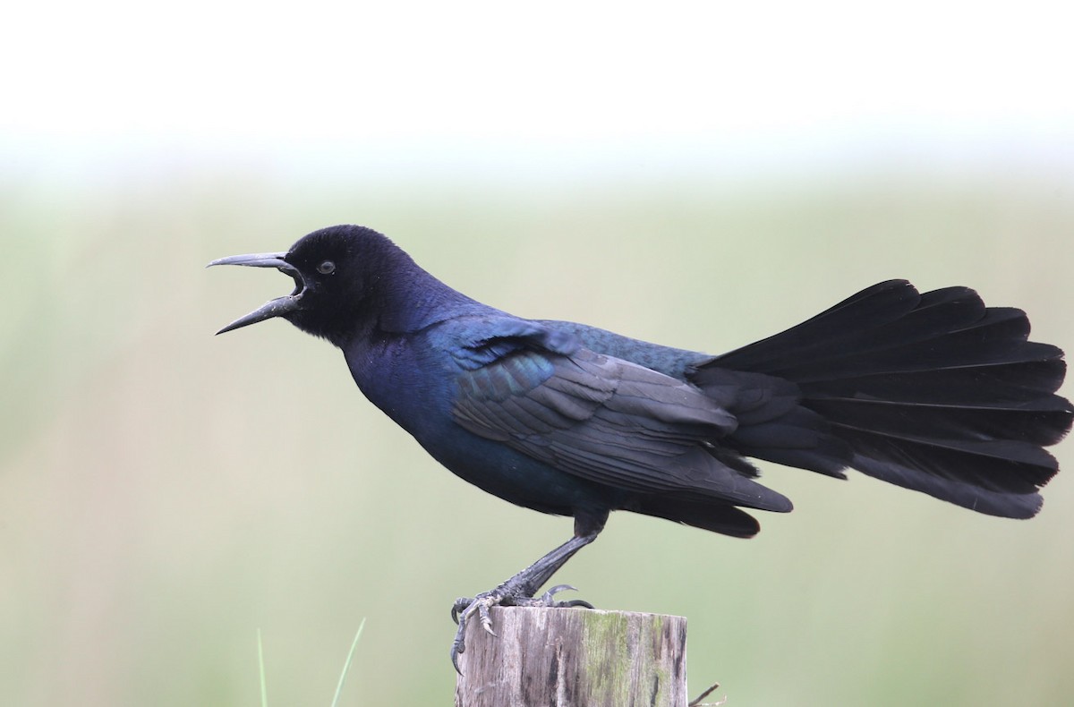 Boat-tailed Grackle - Hal and Kirsten Snyder
