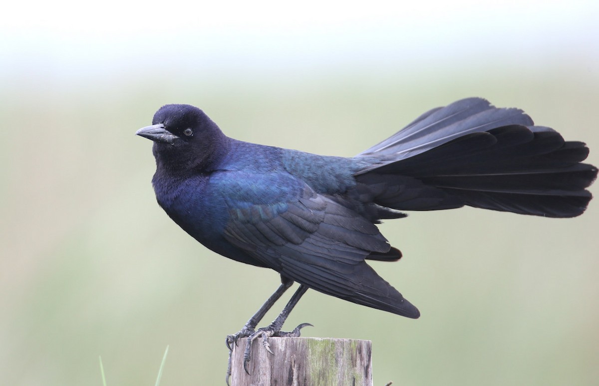 Boat-tailed Grackle - Hal and Kirsten Snyder