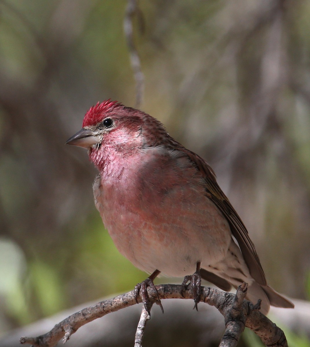 Cassin's Finch - Hal and Kirsten Snyder