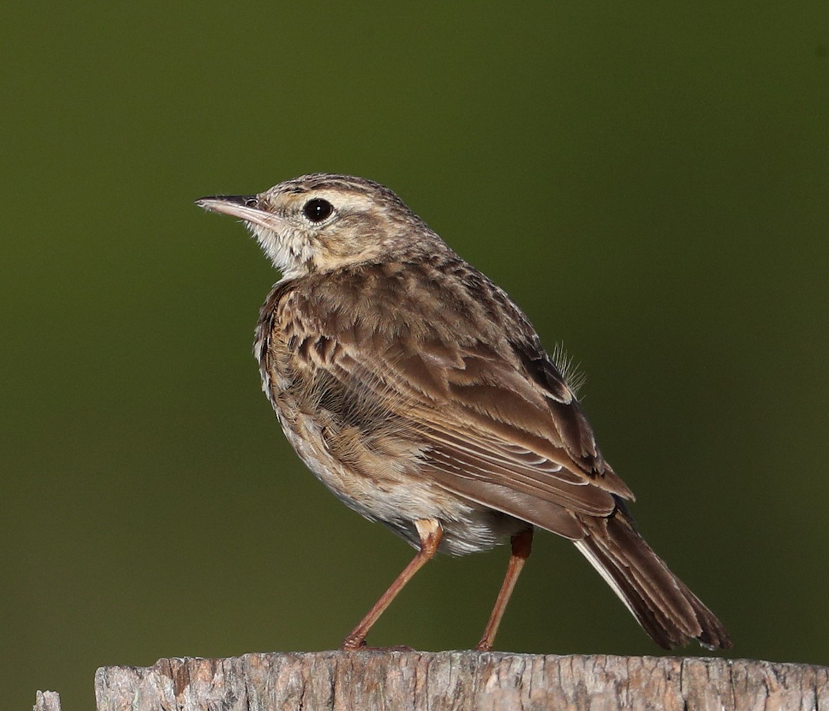 Australian Pipit - Hal and Kirsten Snyder