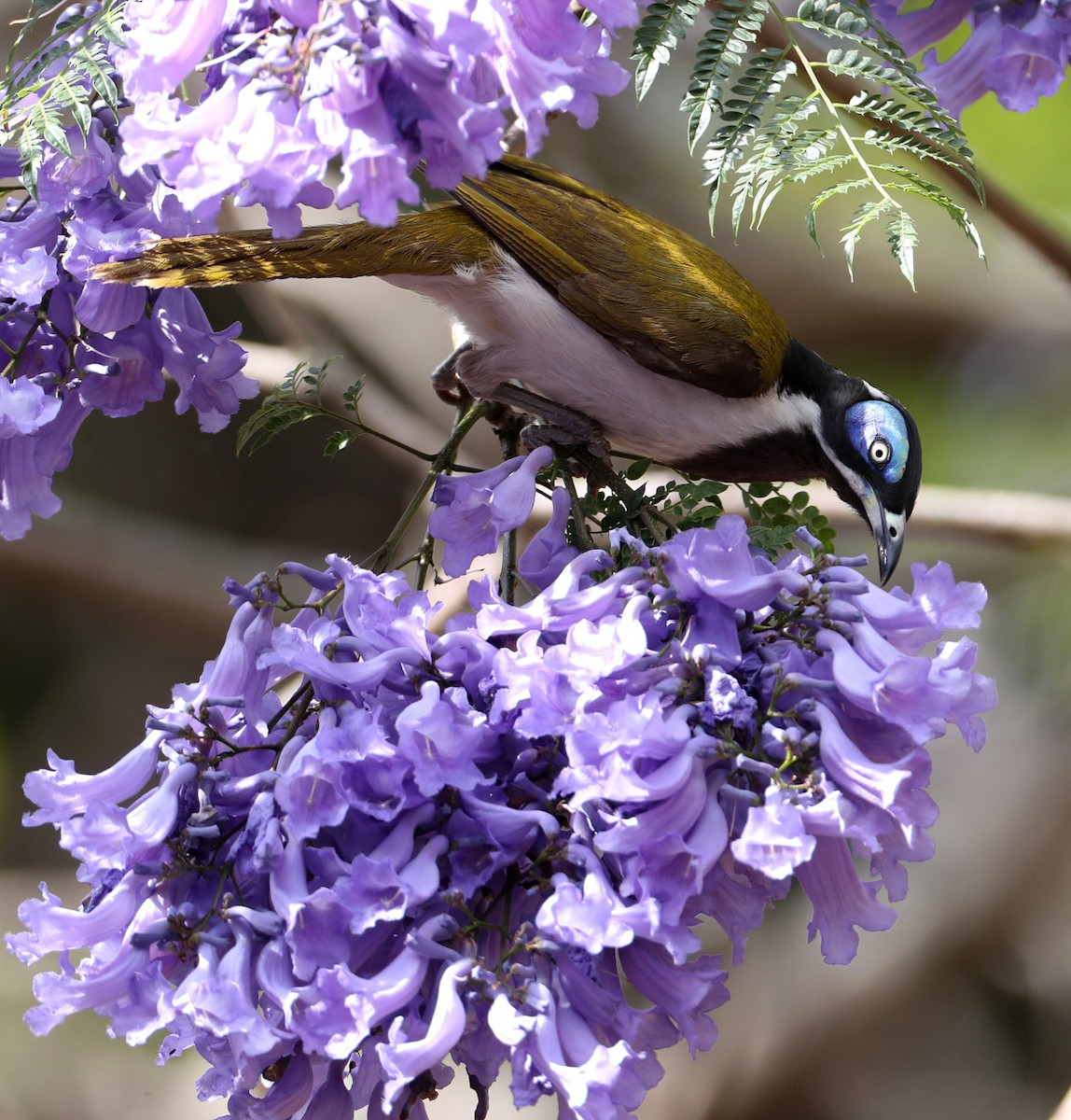 Blue-faced Honeyeater (Blue-faced) - Hal and Kirsten Snyder