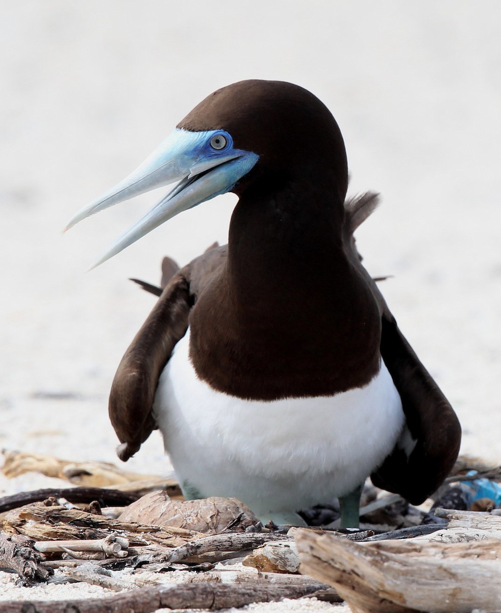 Brown Booby (Forster's) - Hal and Kirsten Snyder