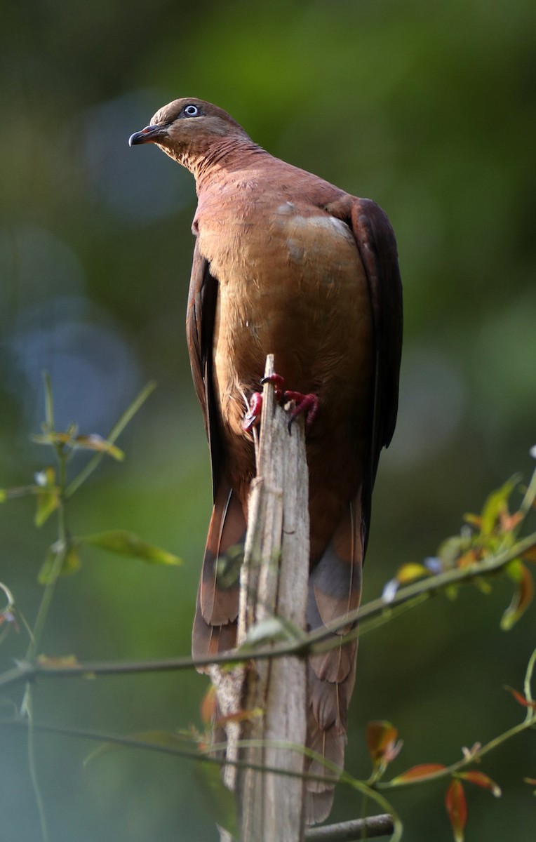 Brown Cuckoo-Dove - Hal and Kirsten Snyder