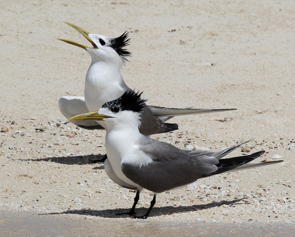 Great Crested Tern - ML204322801