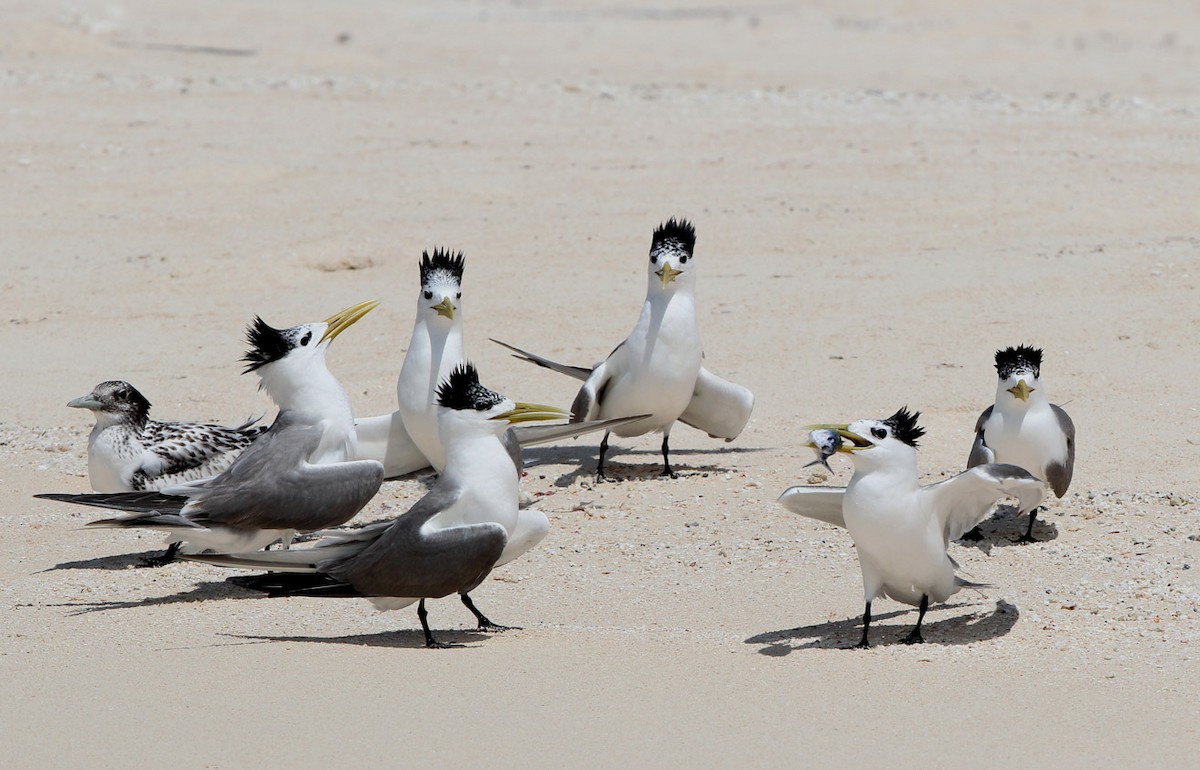 Great Crested Tern - ML204322811