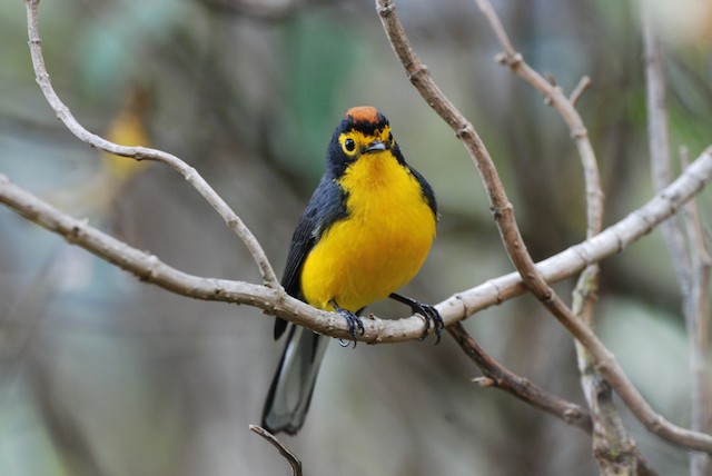 Photos - Spectacled Redstart - Myioborus melanocephalus - Birds of the ...