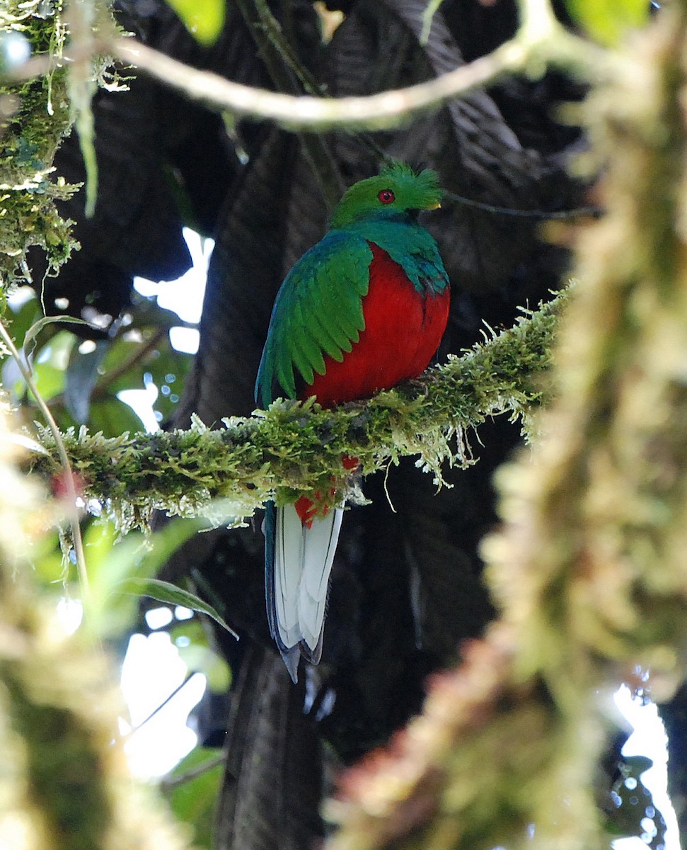 Crested Quetzal - ML204323201