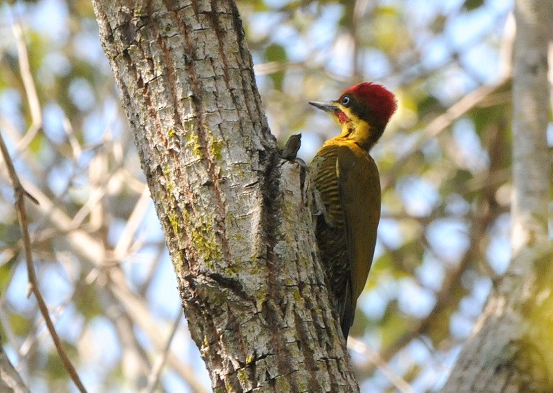 Golden-green Woodpecker - Tadeusz Stawarczyk