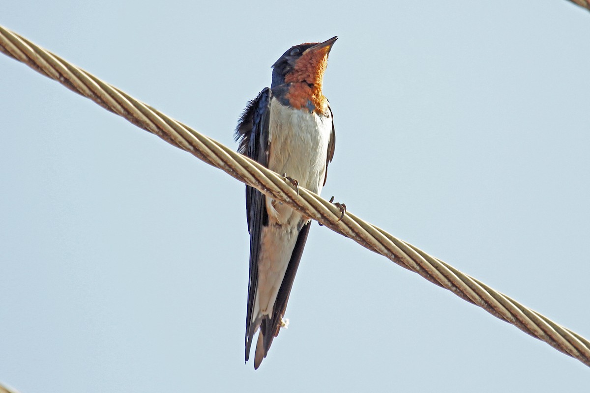 Red-chested Swallow - ML204323471