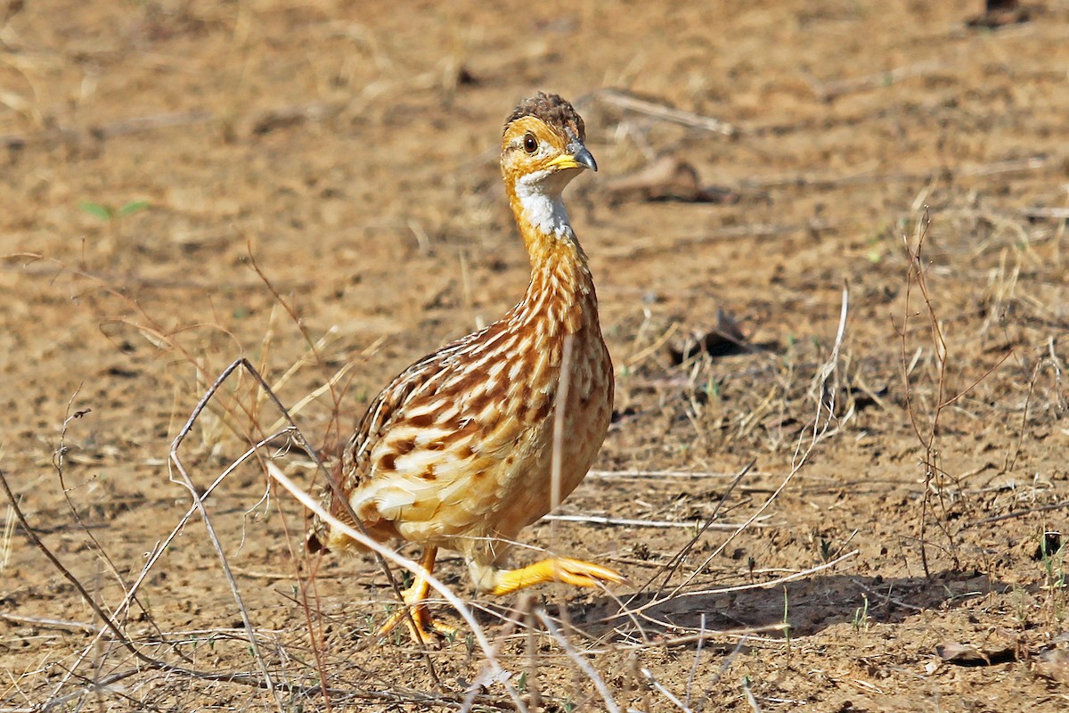 White-throated Francolin (White-throated) - Greg  Griffith
