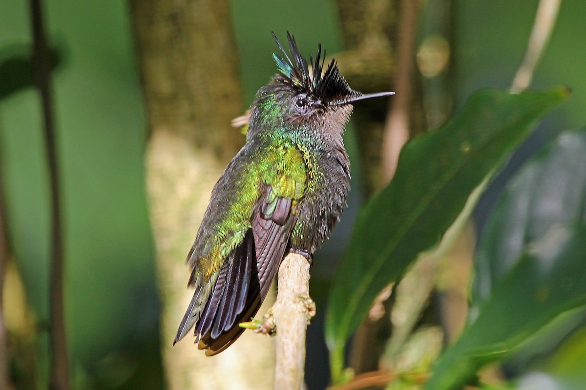 Antillean Crested Hummingbird (Lesser Antilles) - Greg  Griffith