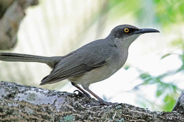 Gray Trembler - eBird