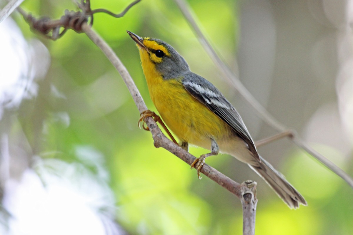 St. Lucia Warbler - Greg  Griffith