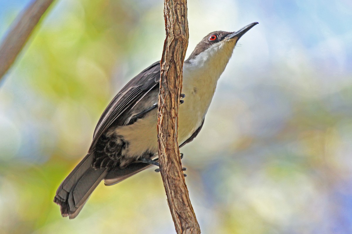 White-breasted Thrasher (Martinique) - Greg  Griffith