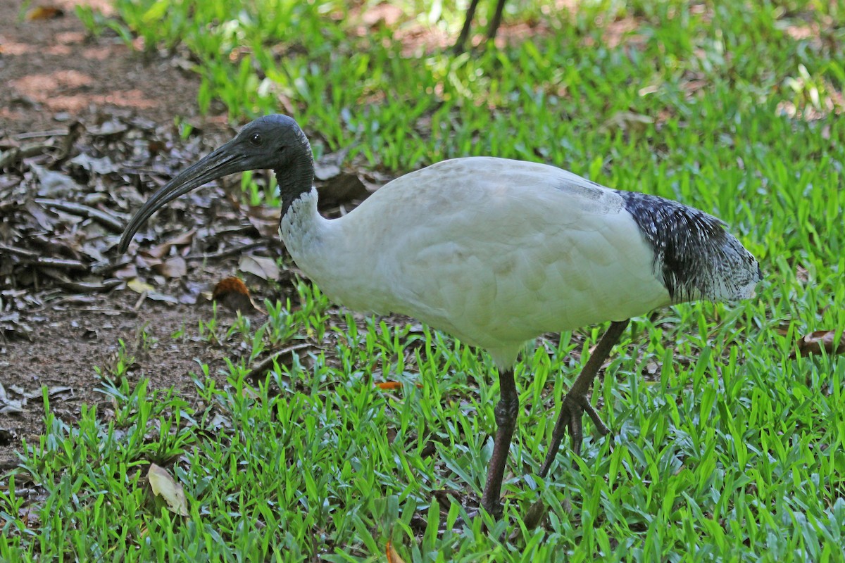 ibis australský - ML204323751