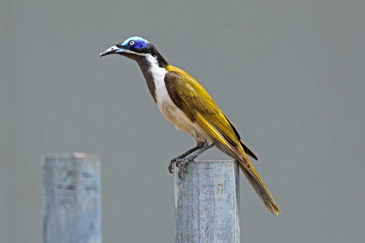 Blue-faced Honeyeater (Blue-faced) - Greg  Griffith