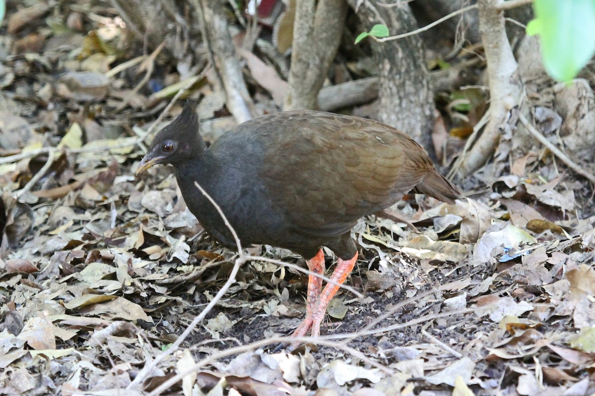 Orange-footed Megapode - Greg  Griffith