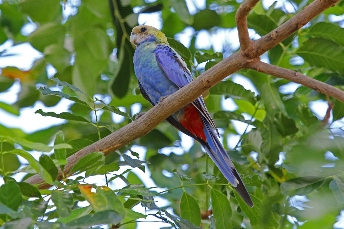 Pale-headed Rosella - Greg  Griffith