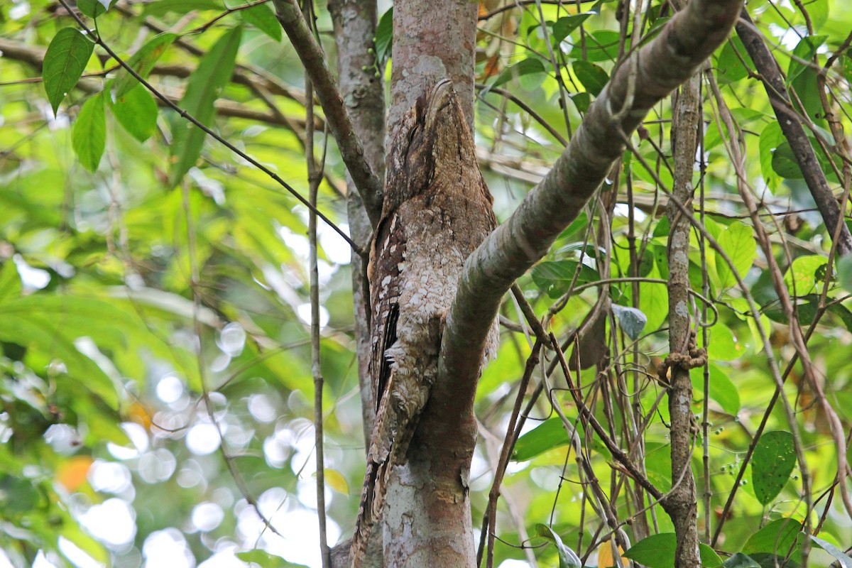 Papuan Frogmouth - Greg  Griffith