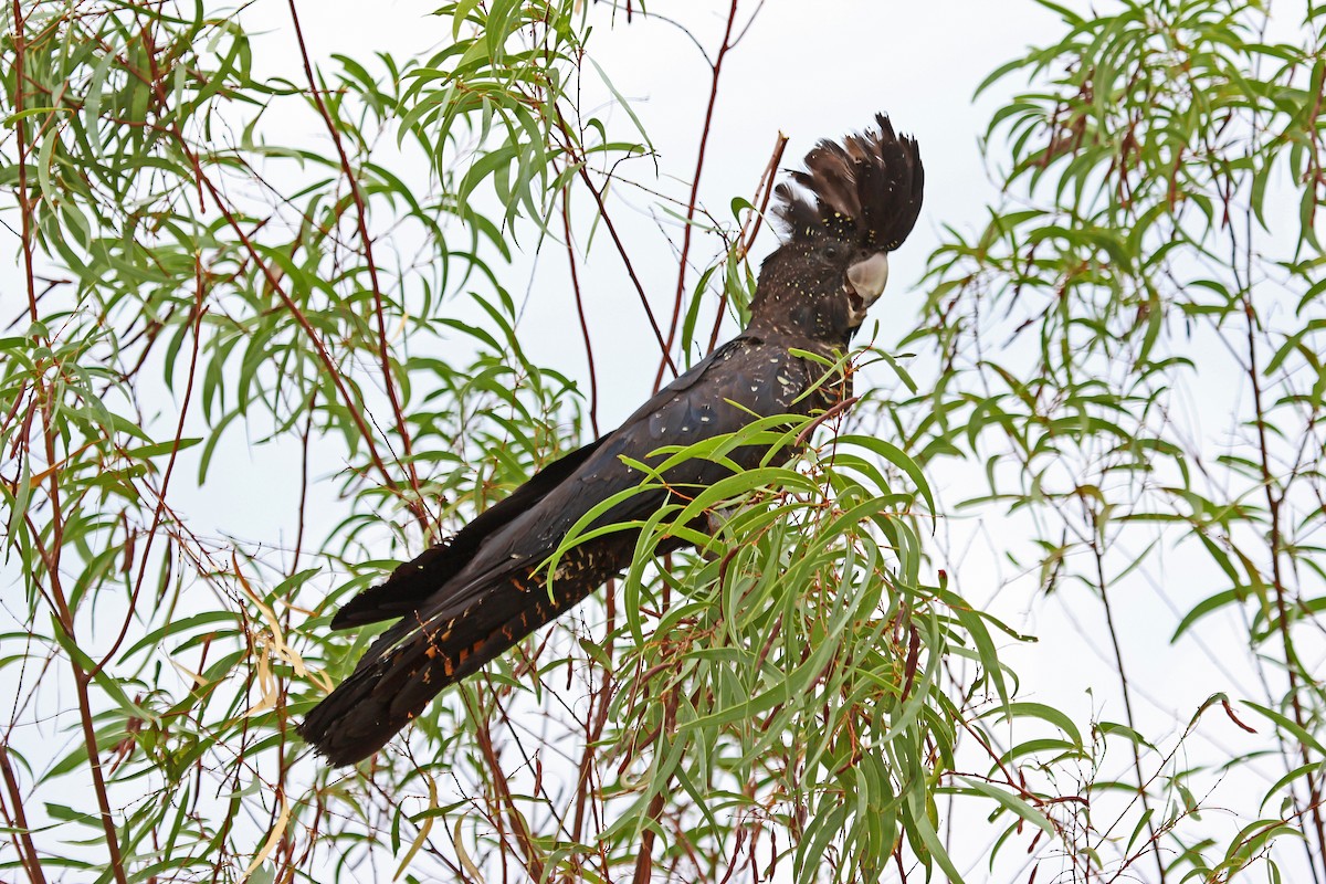 Red-tailed Black-Cockatoo - Greg  Griffith