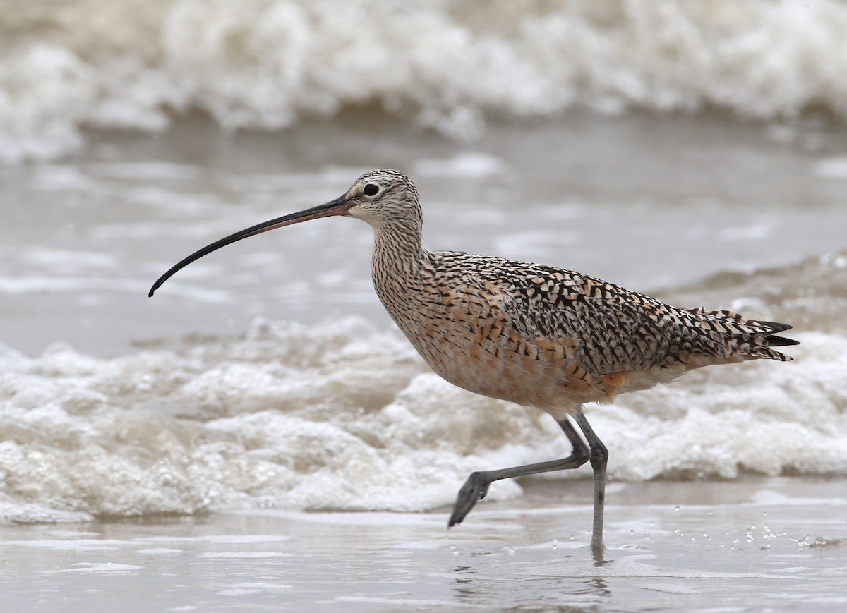 Long-billed Curlew - Hal and Kirsten Snyder