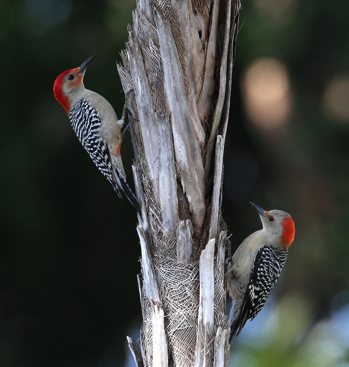 Red-bellied Woodpecker - Hal and Kirsten Snyder