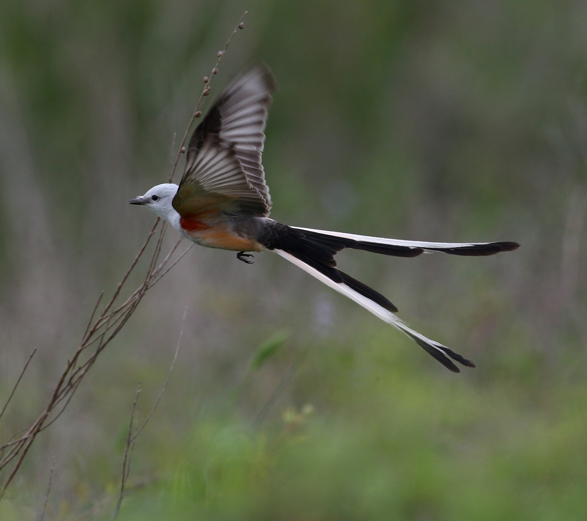 Scissor-tailed Flycatcher - Hal and Kirsten Snyder