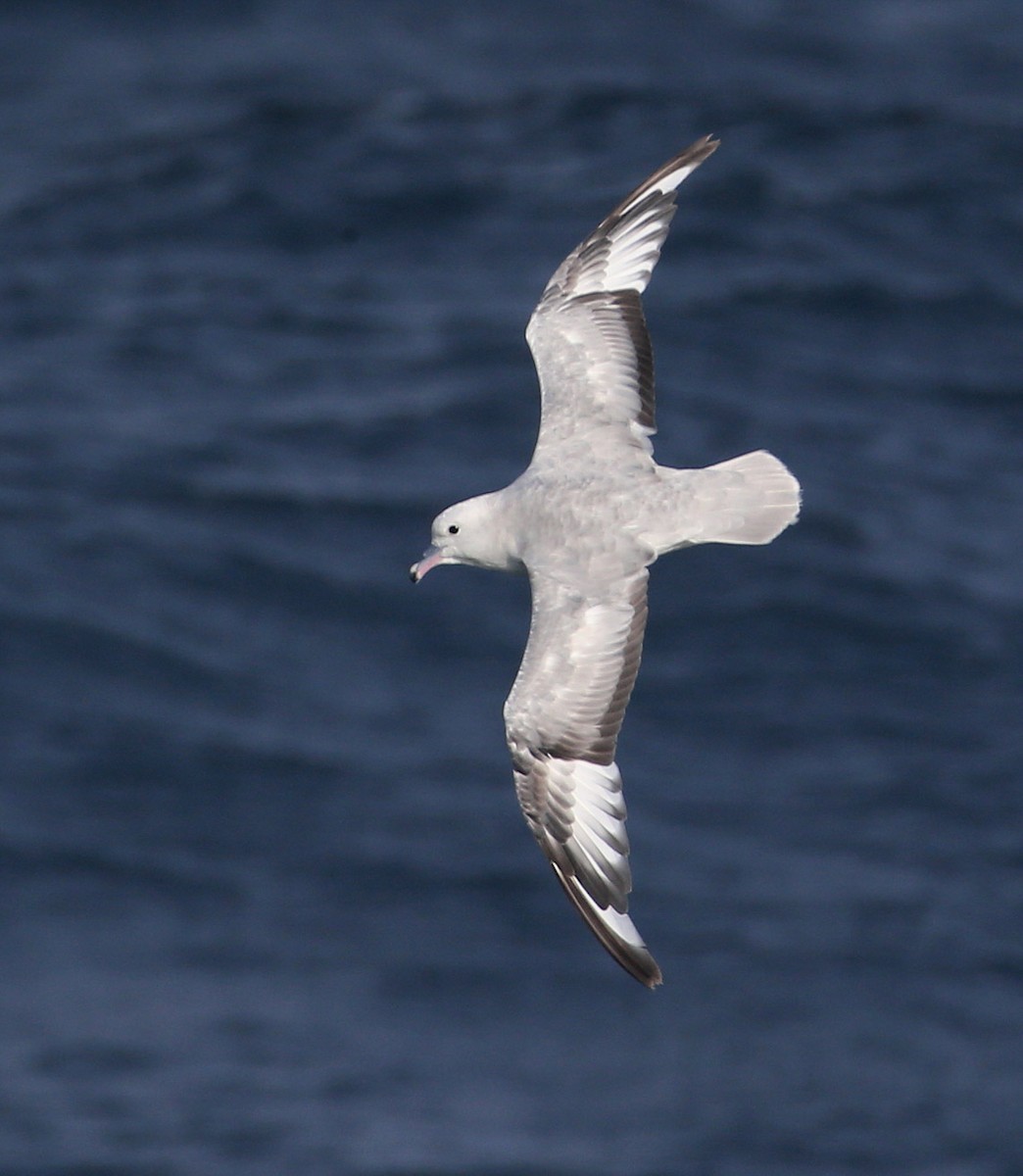 Southern Fulmar - Hal and Kirsten Snyder