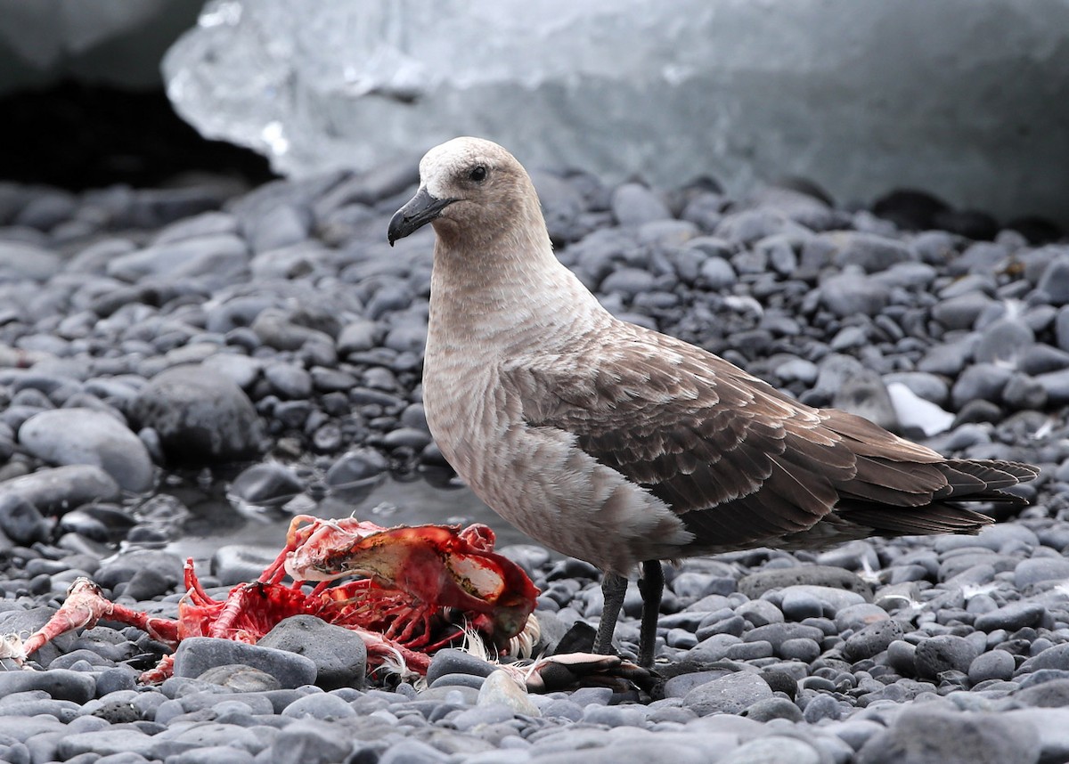 South Polar Skua - Hal and Kirsten Snyder