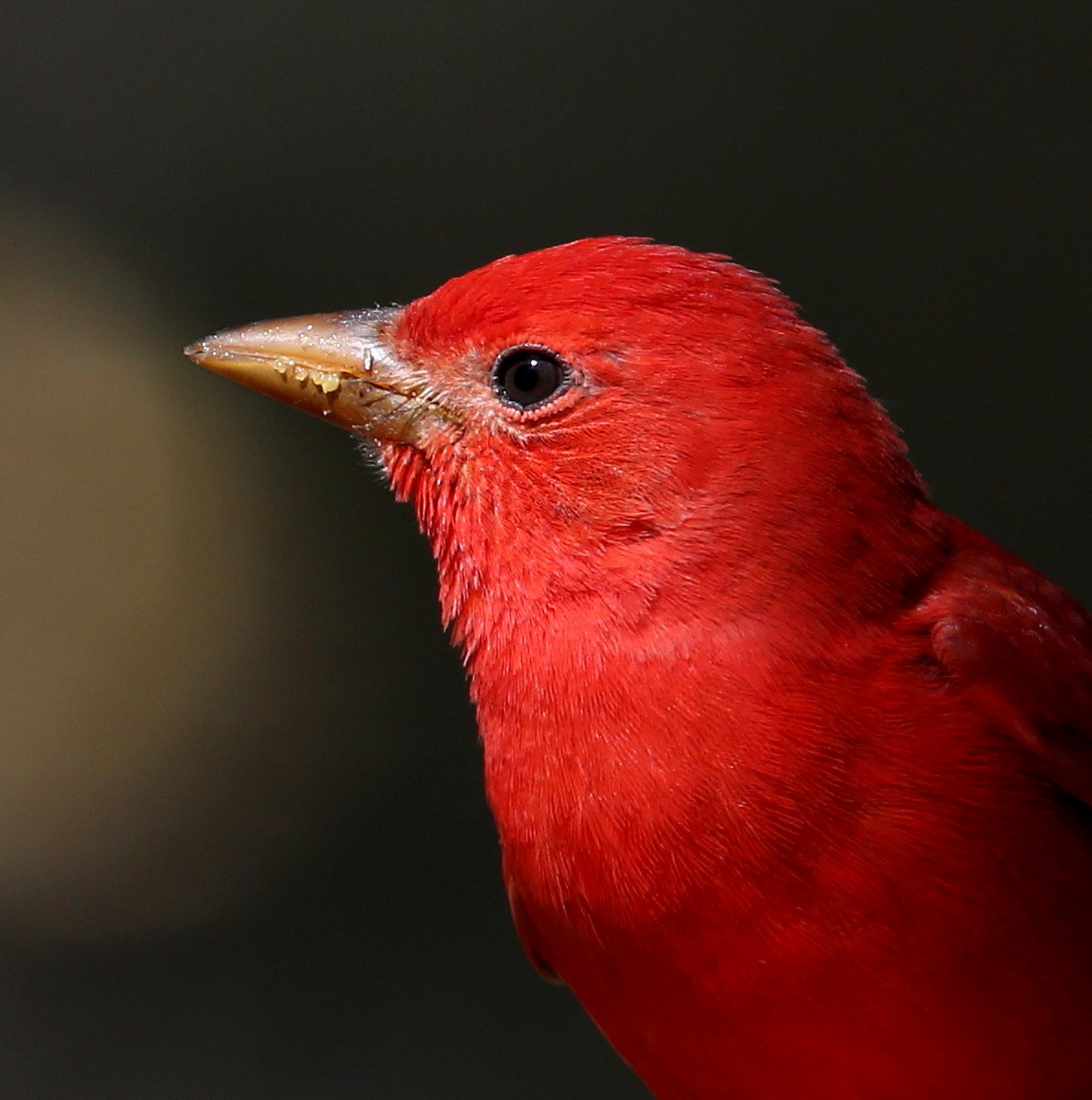 Summer Tanager - Hal and Kirsten Snyder