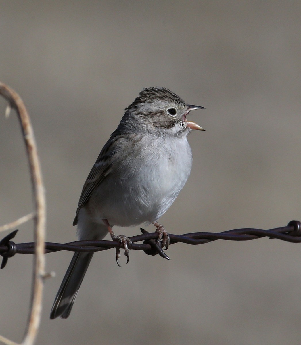 Brewer's Sparrow - Hal and Kirsten Snyder