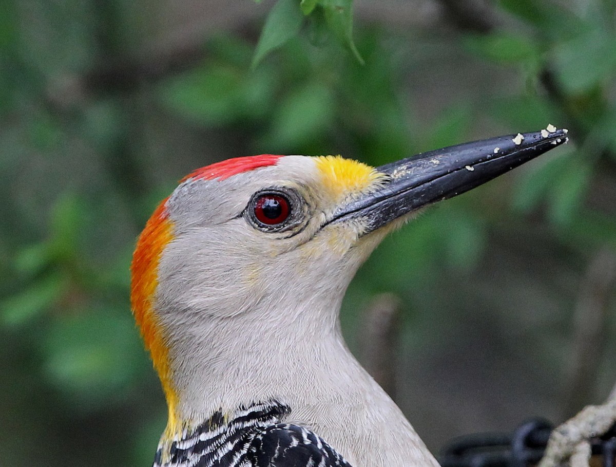 Golden-fronted Woodpecker - ML204324691