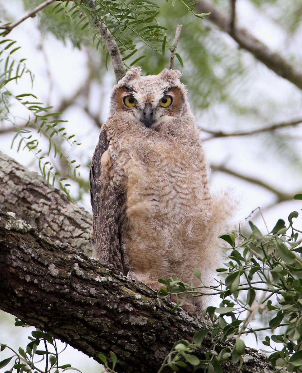 Great Horned Owl - Hal and Kirsten Snyder