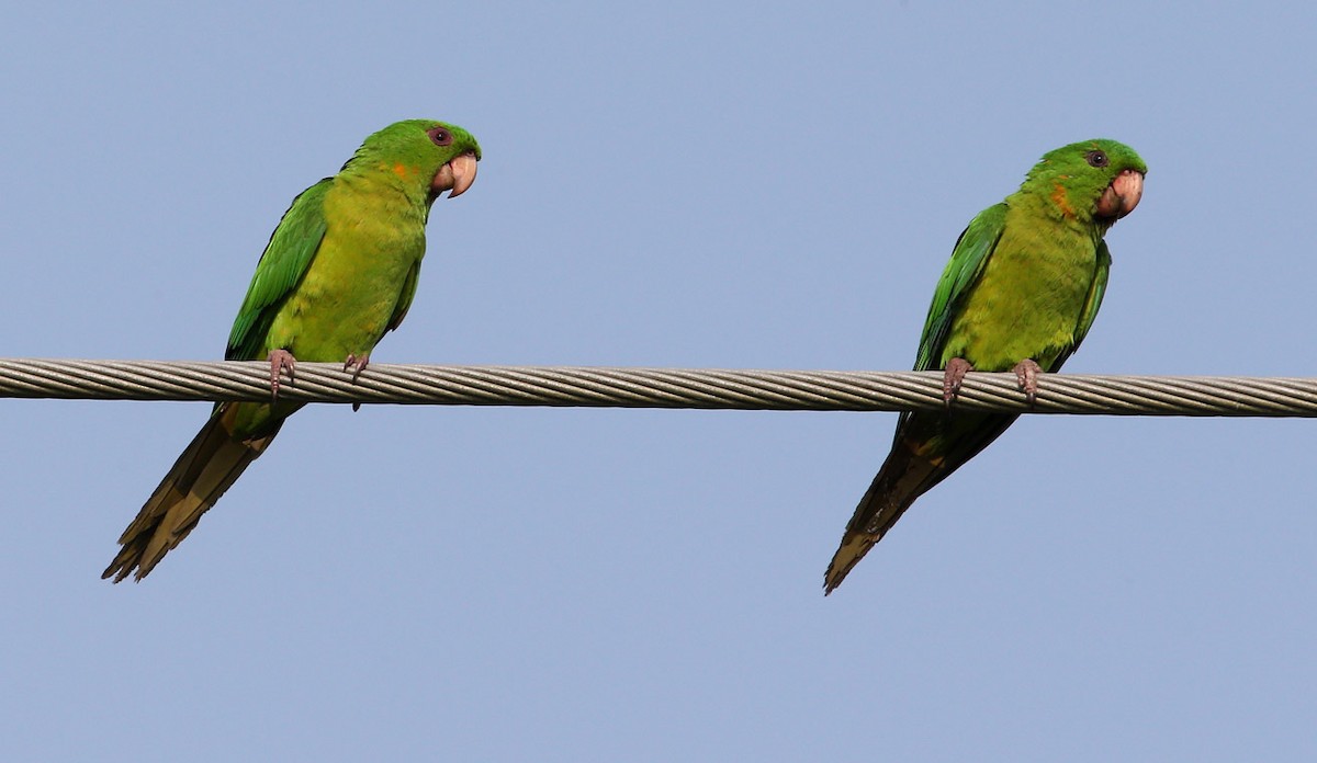 Green Parakeet - Hal and Kirsten Snyder