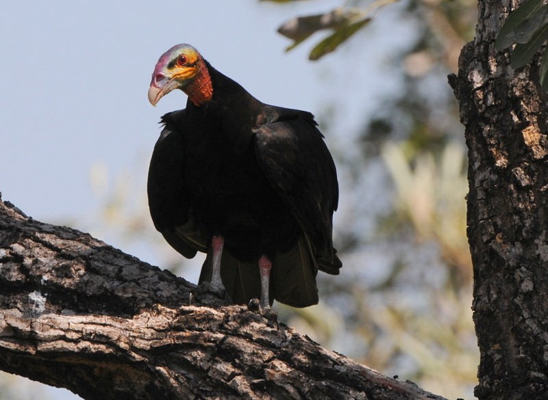 Lesser Yellow-headed Vulture - ML204324901