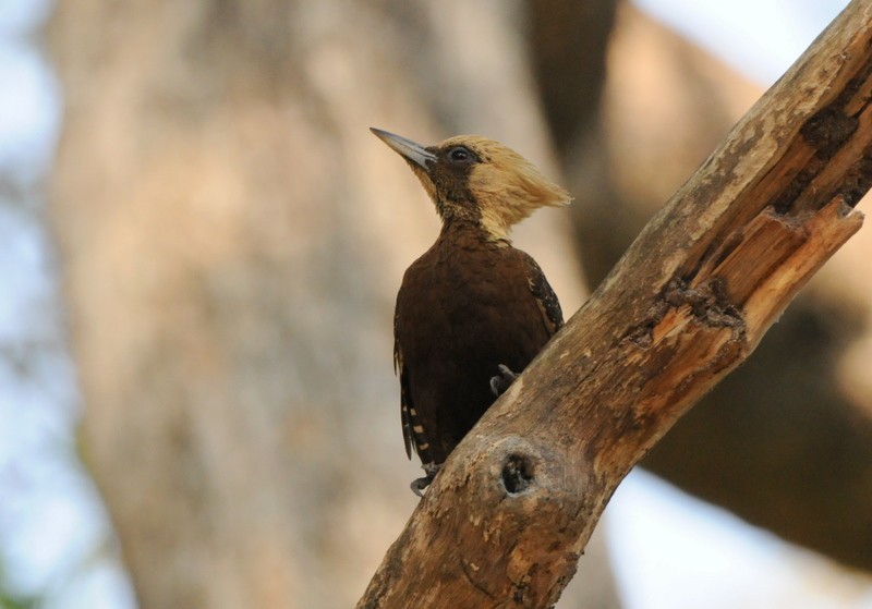 Pale-crested Woodpecker - Tadeusz Stawarczyk