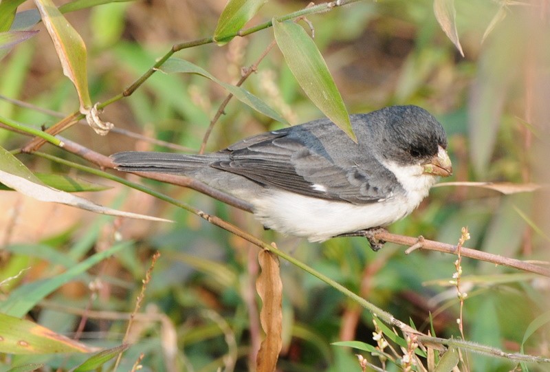 White-bellied Seedeater - ML204325151