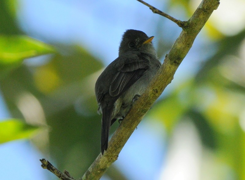 Southern Tropical Pewee - ML204325391