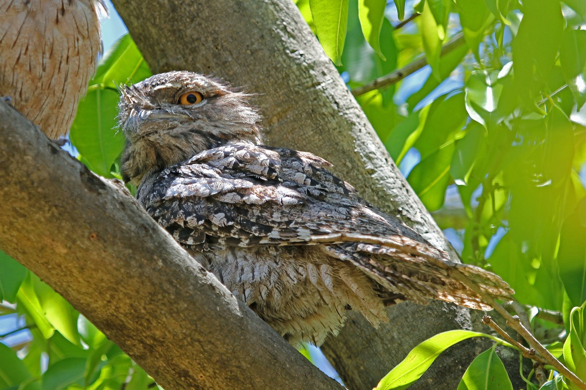 Tawny Frogmouth - Greg  Griffith