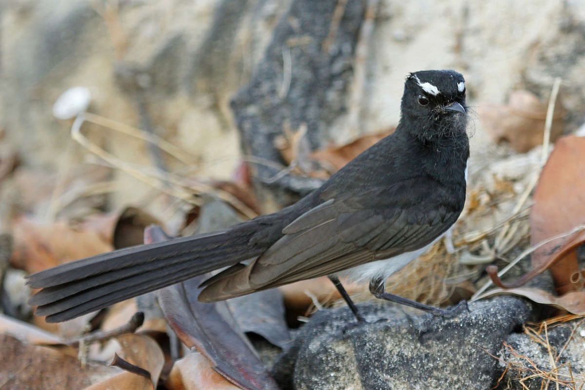 Willie-wagtail - Greg  Griffith