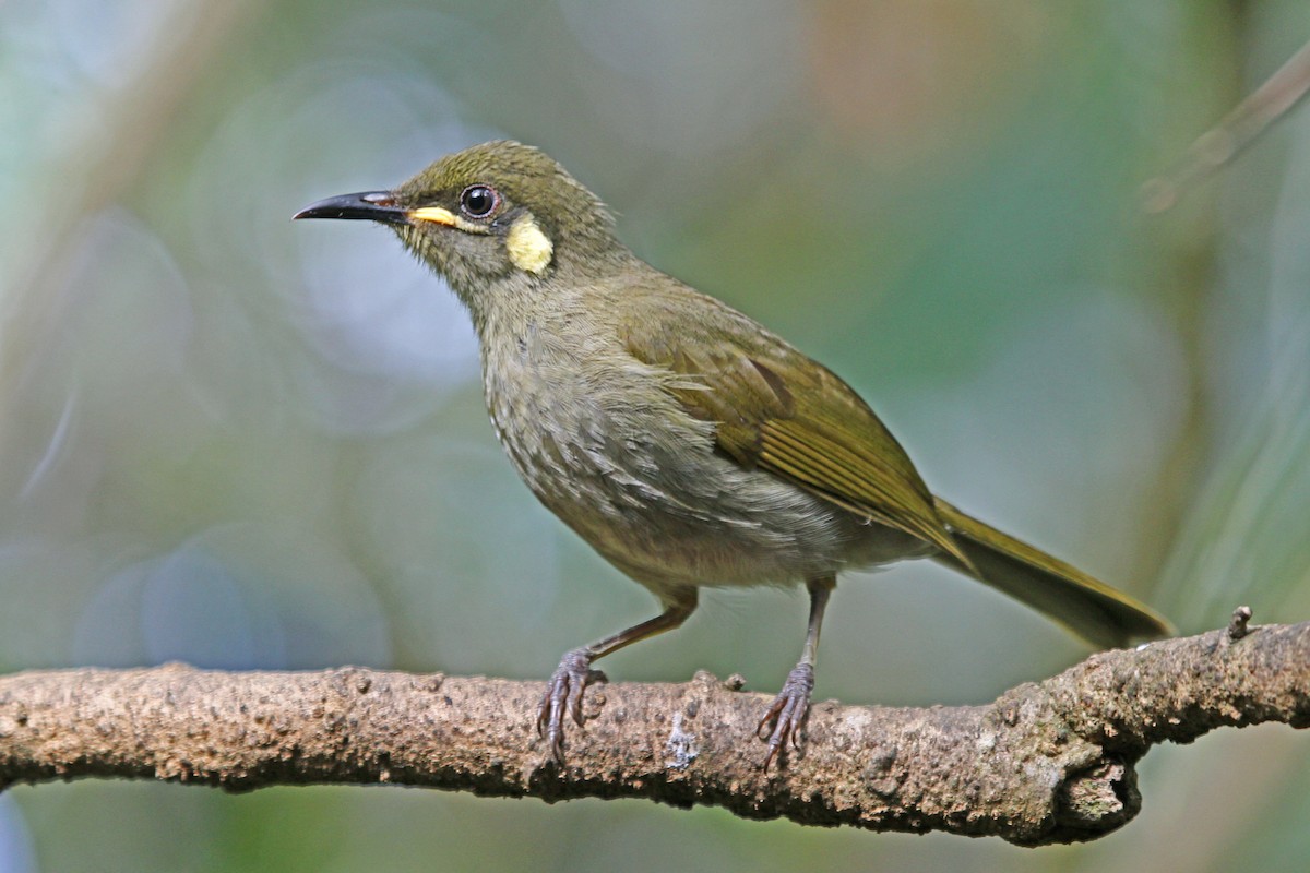 Yellow-spotted Honeyeater - Greg  Griffith