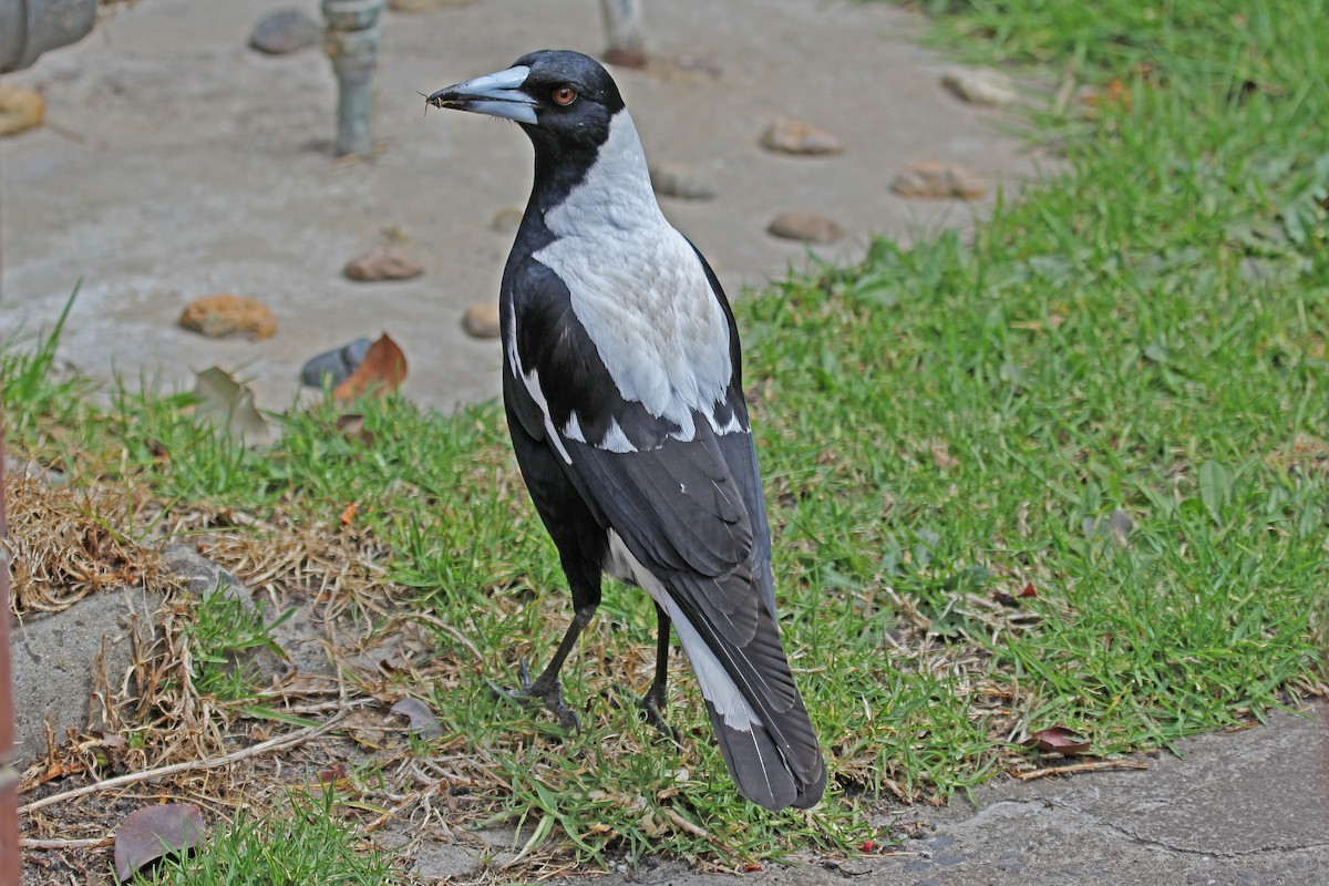 Australian Magpie (Black-backed) - Greg  Griffith