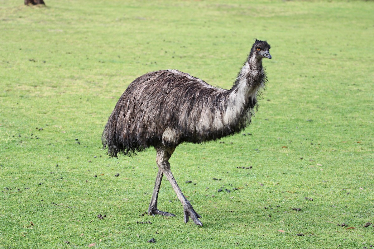 Emu - Greg  Griffith