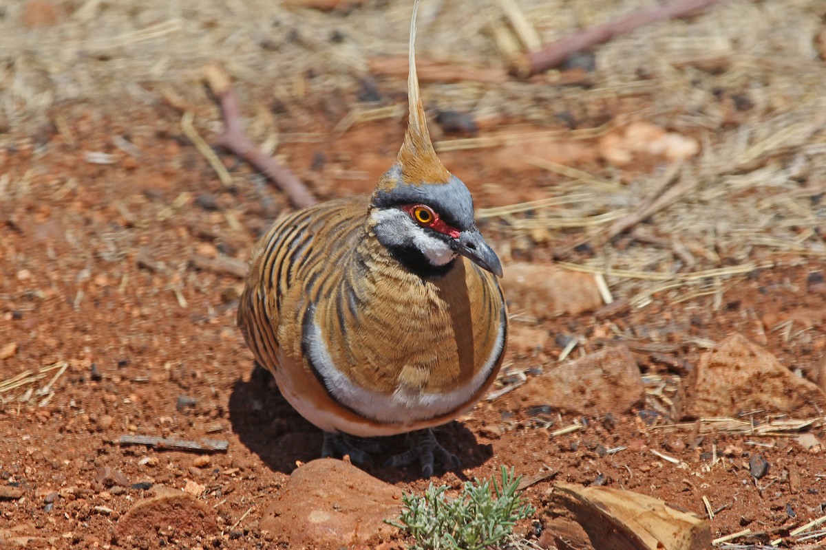 Spinifex Pigeon (White-bellied) - Greg  Griffith