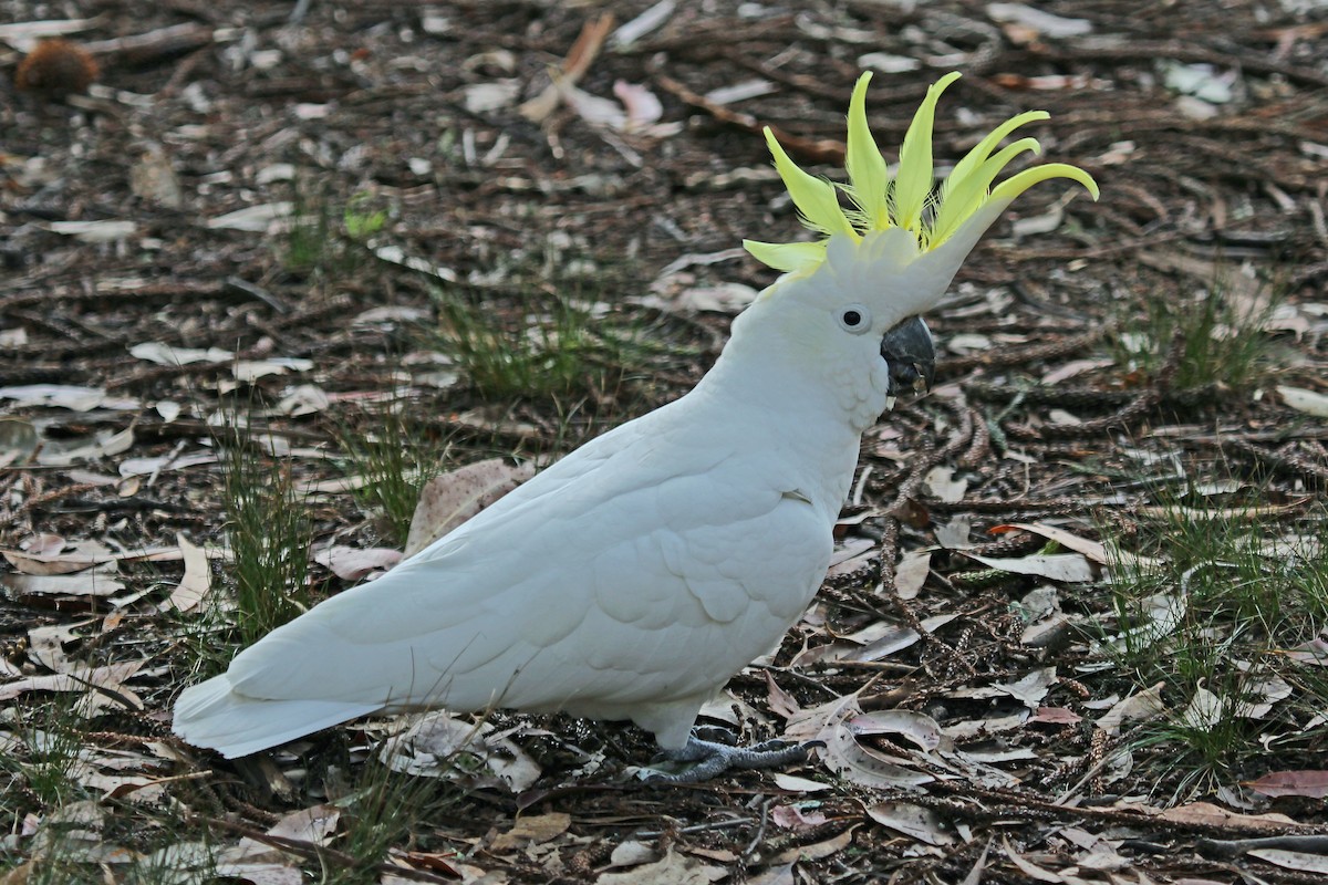 Sulphur-crested Cockatoo - Greg  Griffith